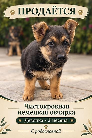 щенки немецкой овчарки купить: Немецкая овчарка, 2 месяца, Самка, С родословной — 1