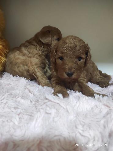 İtlər: Pudel — 24