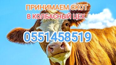 Куплю с/х животных: Куплю | Коровы, быки, Лошади, кони | Круглосуточно, Любое состояние, Забитый