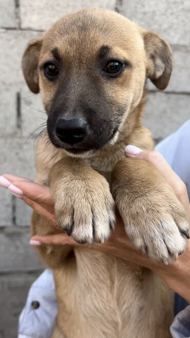 Отдам даром собаку: Собака даром: Дворняжка, 4 месяца, Самка, С прививкой — 5