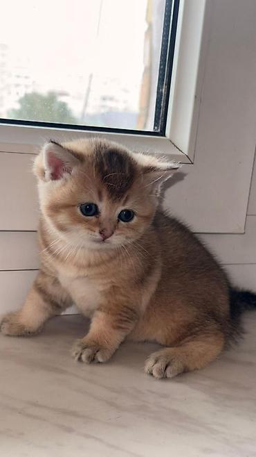 Pişiklər: Şotland — 10