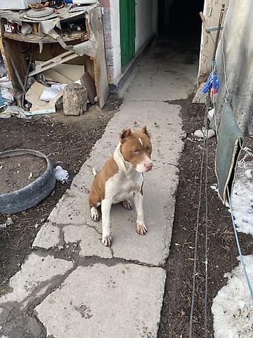 Продажа собак: Питбуль, 8 месяцев, Самка, С прививкой — 9