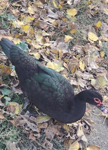 Ördəklər: Dişi, | Macar, Damazlıq, Pulsuz çatdırılma — 5