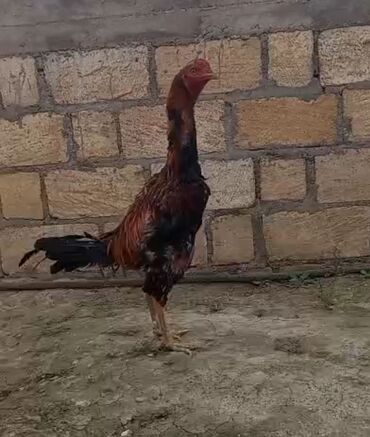 Коровы, быки: Heyratı xoruz. Çox iri və görkəmli heyvandı 1 yaş 6 aylıqdı. Hal
