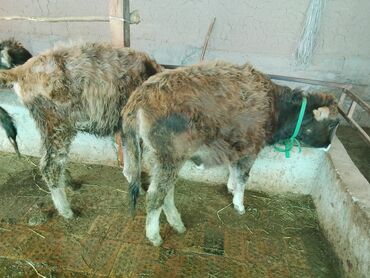 Коровы, быки: Продаю | Тёлка | Алатауская, Полукровка | Для разведения | После отела — 26