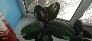 Фикусы: Растение фикус эластика (каучуконосный) с крупными глянцевыми листьями — 2