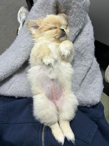 pekines qiymetleri: Pekinəs balaları – 3 aylıq Rənglər: bej və qızılı Valideynlər: təmiz — 2