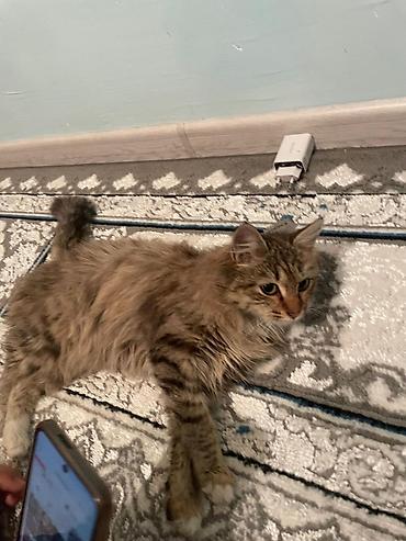 Продажа кошек: Пушистые котята Особенности: - Окрас: дымчато‑черный, тигровый табби и — 8