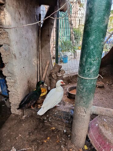 Toyuqlar: Satılır: həyət quşları (qarışıq) - Növ və rənglər: ağ qaz, ağ muskus — 10