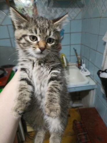 Продажа кошек: Котята . отдам в хорошие руки. - На фото — помет из трёх котят: два — 4