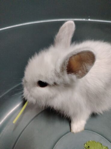 Gəmiricilər: Dekorativ karlik dovşanlar.1 aylıq — 3