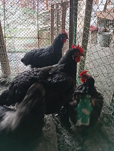 Куры, петухи: Продаю | Куры | Для разведения — 9