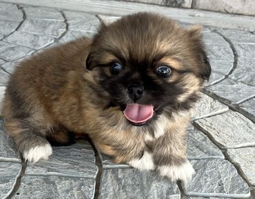 itlər ucuz: Pekines, 1 ay, Erkek
