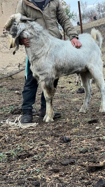 романский кой: Другие животные