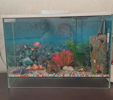 baliq yemi qiymeti: 30 litrlik akvarium qalin suse 6 eded dekor Rengli daslar Filter
