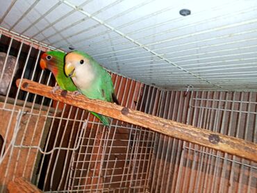 Digər quşlar: Nerazlucnik fişer ayrilmazlar maskvıy deyillər cütdu satılır hazır — 9