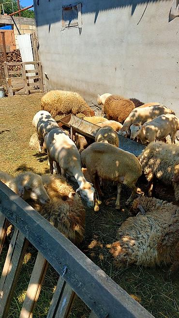 qaz satilir: Qoç satilir, sekilde gorduyunuz qoçlardir, iri 3 eded muxtelif — 1