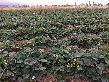 Другие специальности: Жумушчулар керек ; жумуш дыйканчылык,Клубника,малина — 8