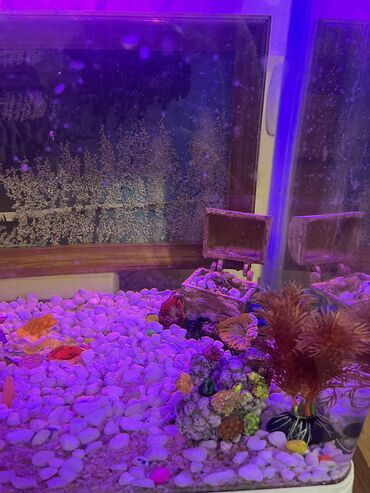 Akvariumlar: Akvaryum komplekti İçində 2 ədəd pilesos balıqla birlikdə satılır — 3