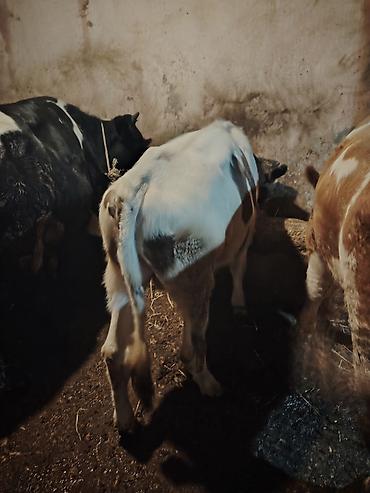 erkey dana: Südlük/ətlik potensialı olan cavan dana - Növ: yerli qarışıqlar — 4