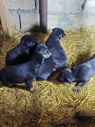 İtlər: Doberman, Pulsuz çatdırılma — 11