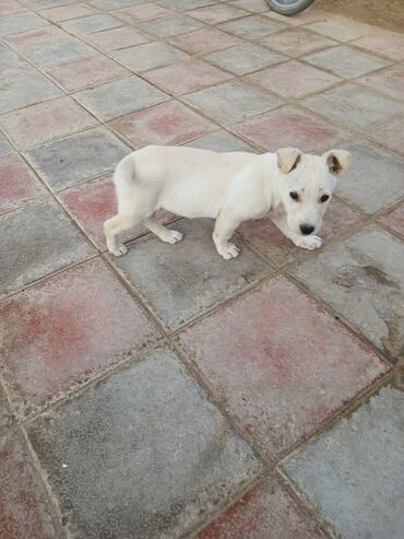 İtlər: Balaca, krem rəngli it balası Xüsusiyyətlər: - Ağımtıl/krem rəngli — 2