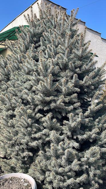 Декоративные деревья: Саженцы деревьев: Ели, Платная доставка, Самовывоз — 24