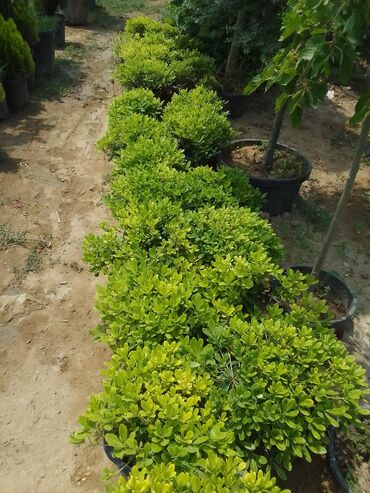 Bağbanlar: Salam bağ evlərində, Abyektlərdə parklarda bağban xidməti görülür — 13