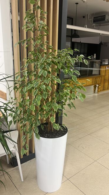 домашние растение: Продаю два Фикуса высота с горшками почти 2 метра, и две Драцены 1,5