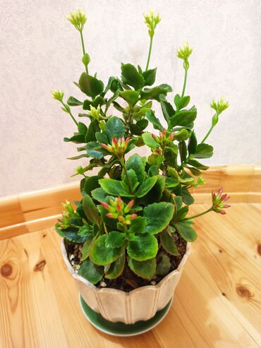 Otaq bitkiləri: Masazır ev gülləri — 6