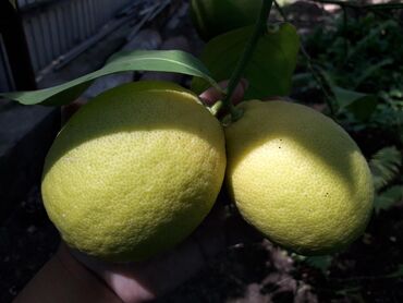 Дерево ЛИМОНА плодоносящее(круглый год с лимонами! СВОИМИ!) плоды