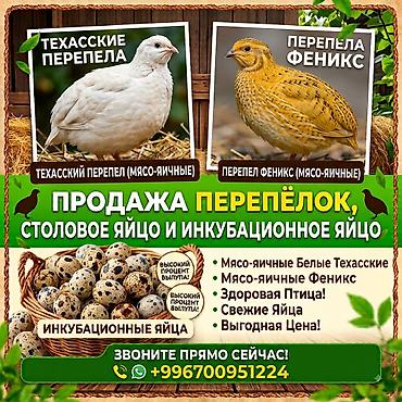 А/ч жаныбарлары үчүн тоюттар: Продаю перепелов породы Техас и феникс: суточные 25 сом, а также есть — 1