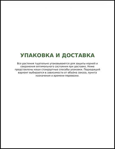 куплю черешню оптом: Саженцы вишни и черешни, опт Саженцы с открытой корневой системой — 3