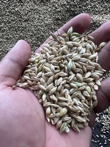 купить семена: Семена и саженцы Ячменя, Бесплатная доставка