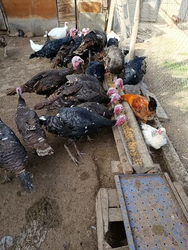 kənd yumurtası qiyməti 2023: Salam.ərkək ve dişi hinduşkalar satılır kilos 15 manat isdyən olsa