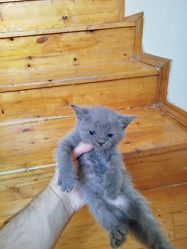 Кошки: Шотландская, Самка, Самец, В добрые руки, Самовывоз — 9