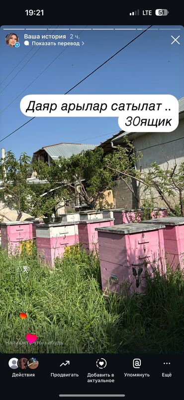 живой вес: Продаю 
Готовый 
Пчела