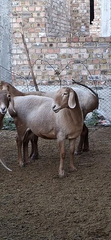 Продам с/х животных: Продаю | Овца (самка) | Для разведения | Племенные — 4