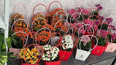 Каланхоэ: Горшечные каланхоэ в подарочных пакетах - Цветение: обильные соцветия — 3