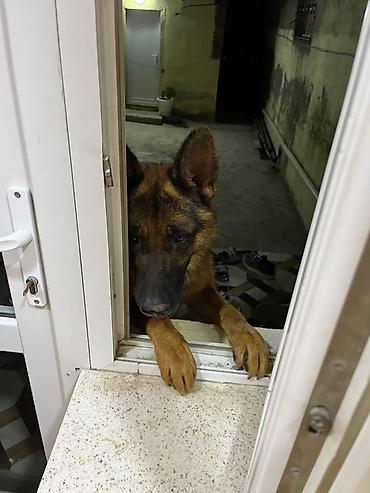 pekines it satisi: Alman çoban iti – erkək - Cins: Safqan Alman çoban iti - Rəng — 2