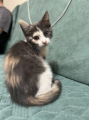 вислоухий кошка: Котёнок 2 месяца, девочка, есть 1 прививка. ищем заботливую — 5