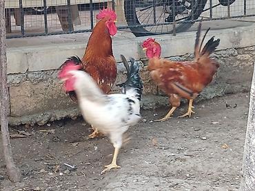sezar quşu: Xahiş olunur elanı diqqətlə oxuyun 4 ədəd xoruzdu Qırmızı yekə 1 yaş — 5
