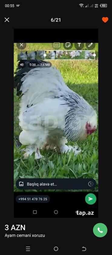 Xoruzlar: Tek 100 ayam zemani cut 200m .qap — 28