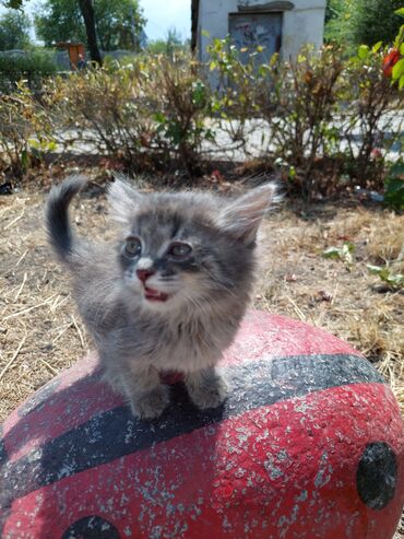 коты маленькие: У магазина нашли котёнка, маленький совсем, к себе нет возможности