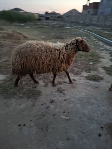 kənd cücəsi: Qala sortu qoçdur qurbanlıq qoçdur öz həyətimin heyvanıdı gümrah çevik