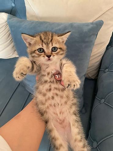 Кошки: Шотландская — 7