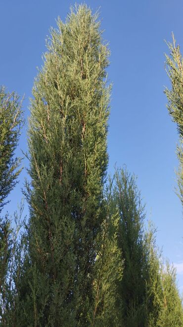 uşaq otağı üçün pərdələr: Məhsul: Meyvə ağacı tingləri və həmişəyaşıl dekorativ iynəyarpaq