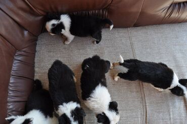Psi: Štenci Border Collie oštenjeni 01. juna očišćeni od parazita više — 17