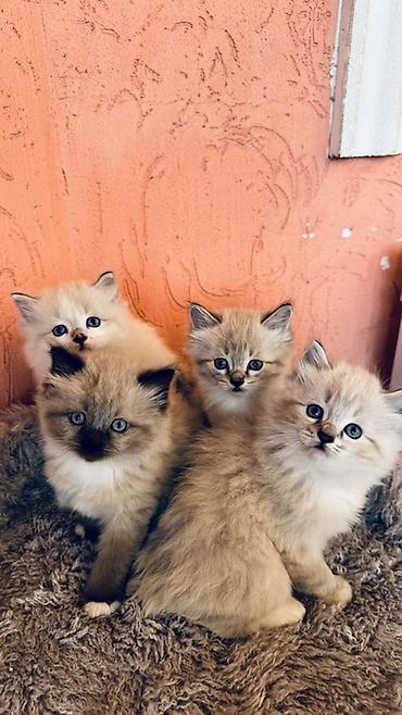 котята дарлм: Рэгдолл, 1 месяц, Мальчик, Приучена к лотку — 4