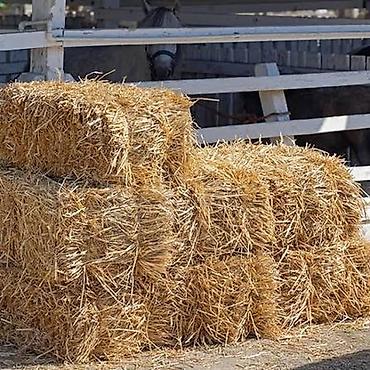 Услуги ветеринара: Продаю! 🌾 Солому ячменную, тюки большие, сухие лежат под навесом — 1